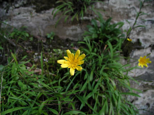 image of Krigia montana, Mountain Dwarf-dandelion, Mountain Cynthia