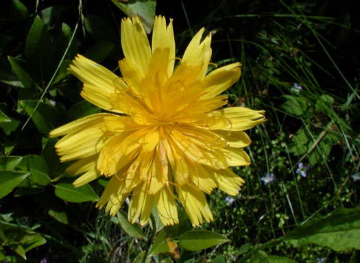 Krigia montana, Mountain Dwarf-dandelion, Mountain Cynthia