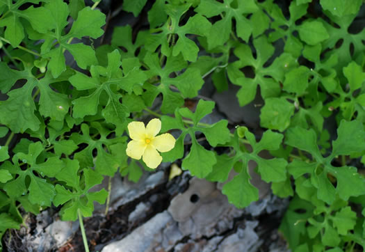 Momordica charantia ssp. charantia, Balsam-pear, Balsam-apple, Bitter Melon