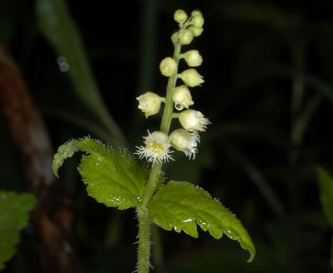 image of Mitella diphylla, Two-leaved Miterwort, Bishop's Cap