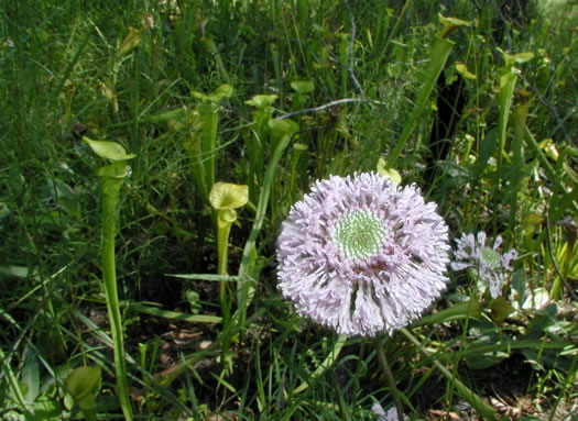 image of Marshallia graminifolia, Grassleaf Barbara's-buttons