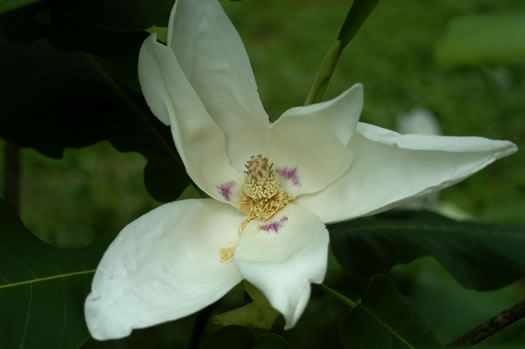 Big-leaf or cowcumber magnolia, Magnolia macrophylla