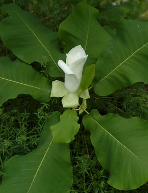 image of Magnolia macrophylla, Bigleaf Magnolia, Large-leaved Magnolia, Umbrella Tree