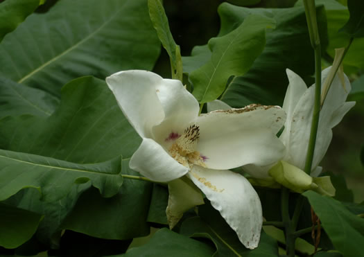 image of Magnolia macrophylla, Bigleaf Magnolia, Large-leaved Magnolia, Umbrella Tree