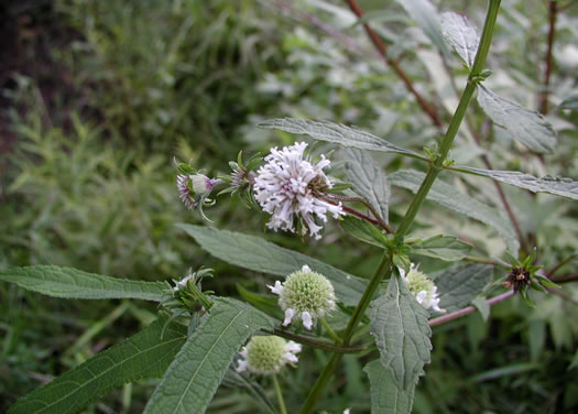 image of Melanthera nivea, Snowy Black-anthers, Snow Squarestem