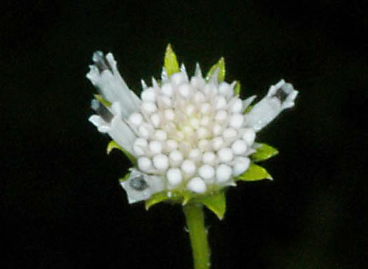 image of Melanthera nivea, Snowy Black-anthers, Snow Squarestem