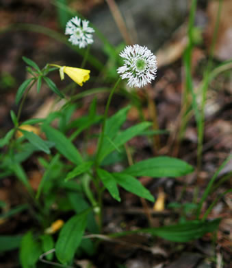 image of Marshallia obovata var. obovata, Piedmont Barbara's-buttons, Spoon-leaved Barbara's-buttons, Spoon-shaped Barbara's-buttons