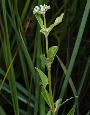 image of Mitreola petiolata, Caribbean Miterwort, Lax Hornpod