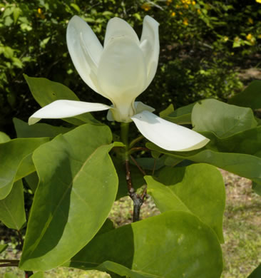 image of Magnolia pyramidata, Pyramid Magnolia