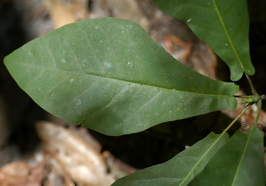 image of Magnolia pyramidata, Pyramid Magnolia