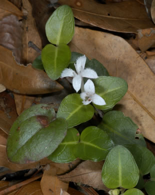 image of Mitchella repens, Partridgeberry, Twinflower