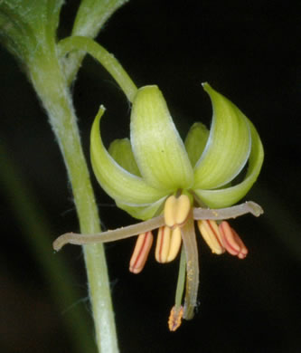 Medeola virginiana, Indian Cucumber-root