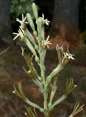 image of Agave virginica, Eastern Agave, Eastern False-aloe, Rattlesnake-master, American Aloe