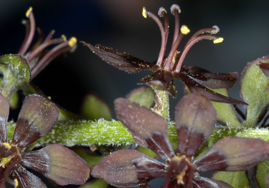 image of Melanthium woodii, Ozark Bunchflower, Wood's False-hellebore