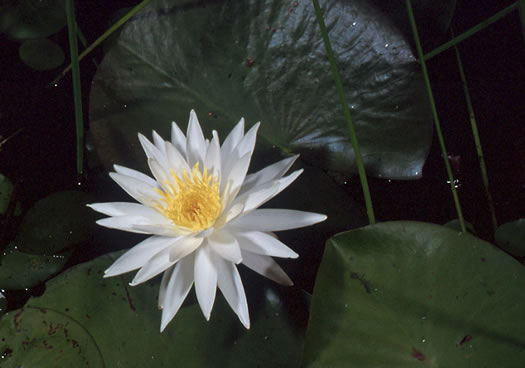 Nymphaea odorata ssp. odorata, Fragrant White Water-lily, American Water-lily, Sweet Water-lily, White Water-lily