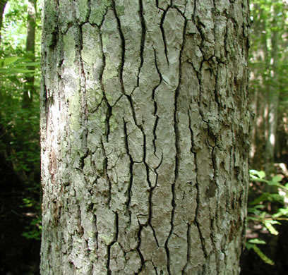 image of Nyssa aquatica, Water Tupelo, Cotton Gum, Tupelo Gum