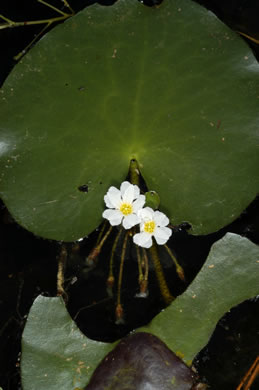 image of Nymphoides aquatica, Big Floating Heart, Banana Floating Heart