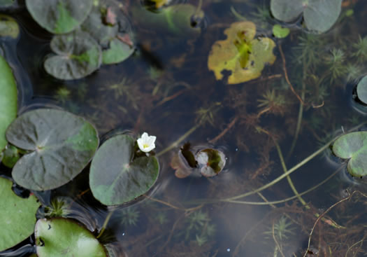 image of Nymphoides cordata, Little Floating Heart