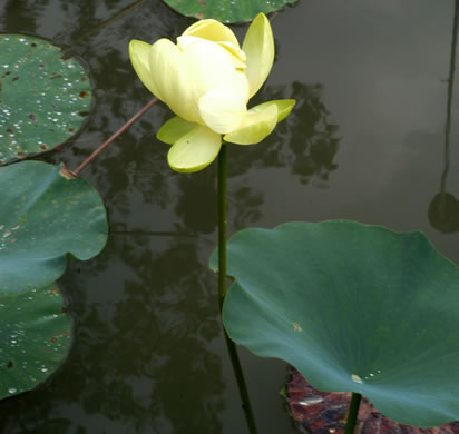 image of Nelumbo lutea, Yonkapin, American Lotus-lily, Yellow Nelumbo, Pond-nuts