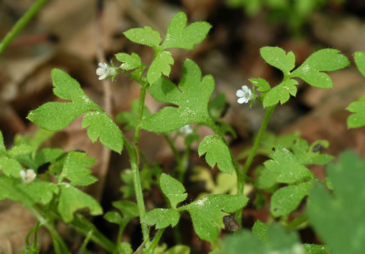 image of Nemophila aphylla, Baby Blue Eyes, Small-flower Baby-blue-eyes, White Nemophila, Eastern Baby-blue-eyes