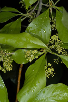 image of Nyssa sylvatica, Blackgum, Black Tupelo, Sour Gum