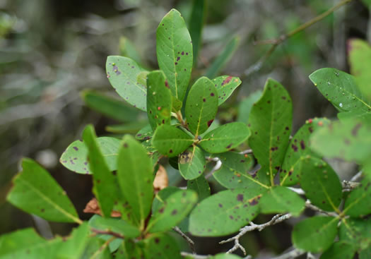 image of Nyssa ursina, Bear Tupelo, Apalachicola Tupelo