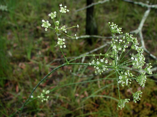 image of Tiedemannia filiformis ssp. filiformis, Water Dropwort, Water Cowbane