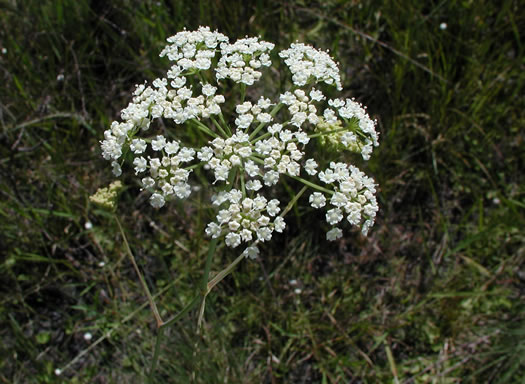 image of Tiedemannia canbyi, Canby's Cowbane, Canby's Dropwort