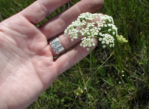 image of Tiedemannia canbyi, Canby's Cowbane, Canby's Dropwort