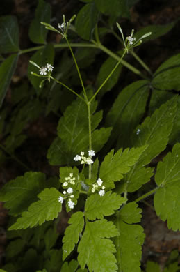 Osmorhiza claytonii, Bland Sweet Cicely, Hairy Sweet Cicely