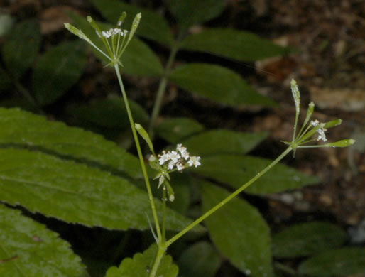 image of Osmorhiza claytonii, Bland Sweet Cicely, Hairy Sweet Cicely