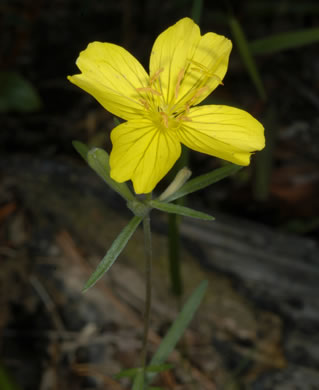 image of Oenothera fruticosa var. fruticosa, Narrowleaf Sundrops