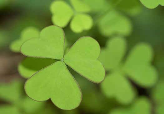 image of Oxalis grandis, Large Wood-sorrel, Great Yellow Wood-sorrel