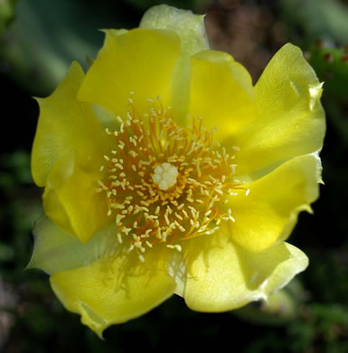 image of Opuntia mesacantha ssp. mesacantha, Eastern Prickly-pear