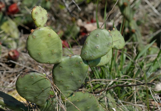 image of Opuntia mesacantha ssp. mesacantha, Eastern Prickly-pear