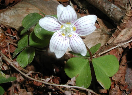 image of Oxalis montana, Mountain Wood-sorrel, American Wood-sorrel, Wood Shamrock, White Wood-sorrel