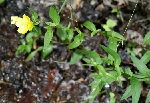 image of Oenothera tetragona, Northern Sundrops, Appalachian Sundrops