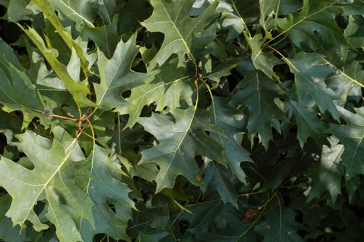 image of Quercus rubra +, Northern Red Oak, Red Oak