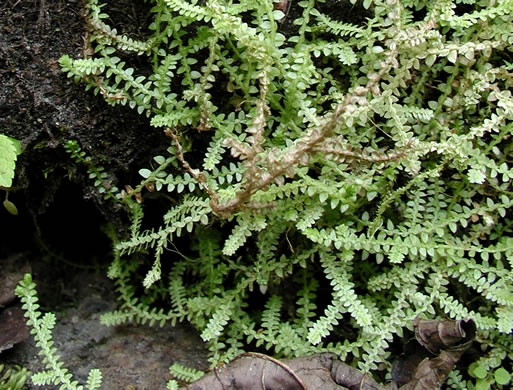 image of Selaginella apoda, Meadow Spikemoss