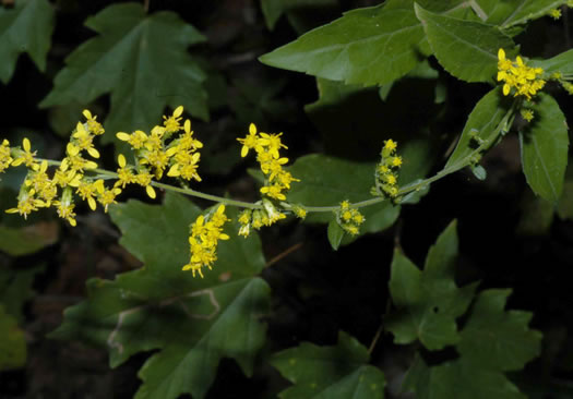 image of Solidago auriculata, Eared Goldenrod