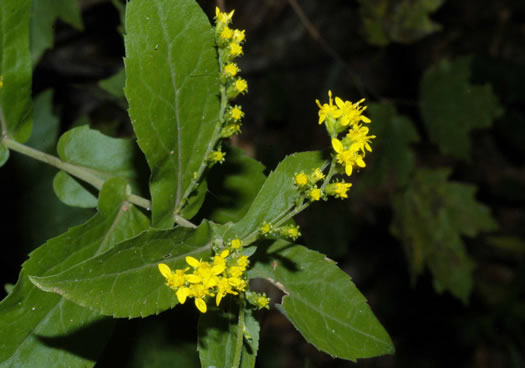 image of Solidago auriculata, Eared Goldenrod