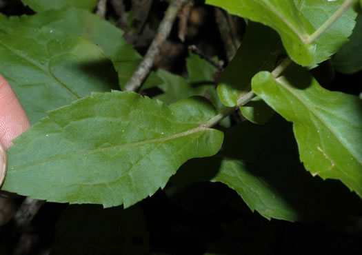 image of Solidago auriculata, Eared Goldenrod