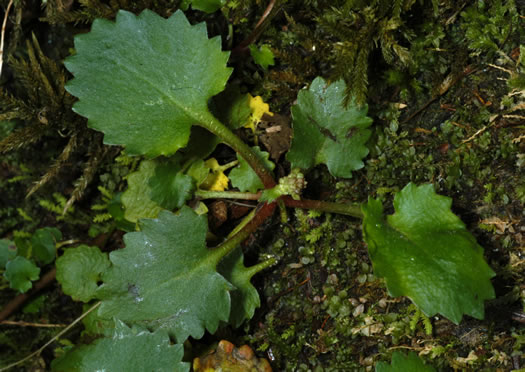 image of Micranthes careyana, Carey's Saxifrage