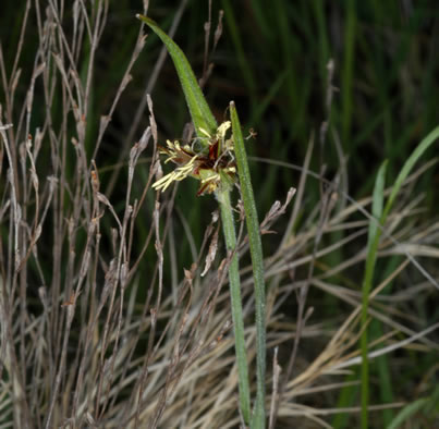 image of Scleria ciliata var. elliottii, Broad-leaved Hairy Nutrush, Elliott's Nutrush