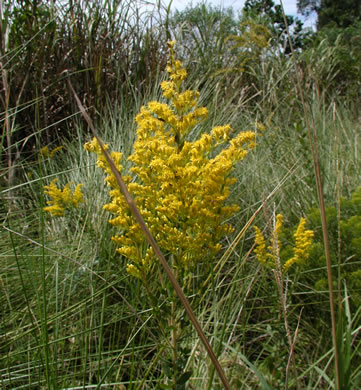 image of Solidago fistulosa, Pine Barren Goldenrod, Hairy Pineywoods Goldenrod, Shaggy Pineywoods Goldenrod