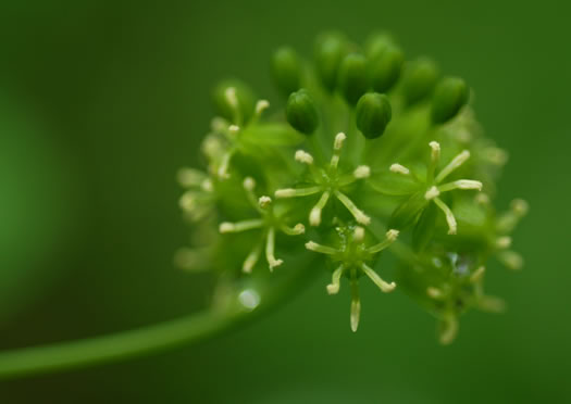 image of Smilax lasioneura, Midwestern Carrionflower