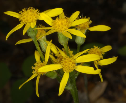 image of Packera obovata, Roundleaf Ragwort, Roundleaf Groundsel, Spatulate-leaved Ragwort, Running Ragwort