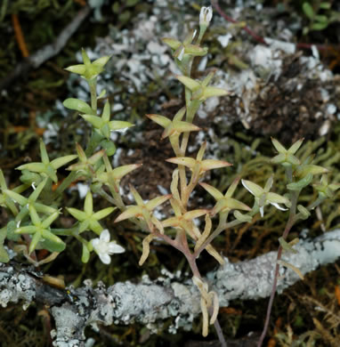 Puck's Orpine