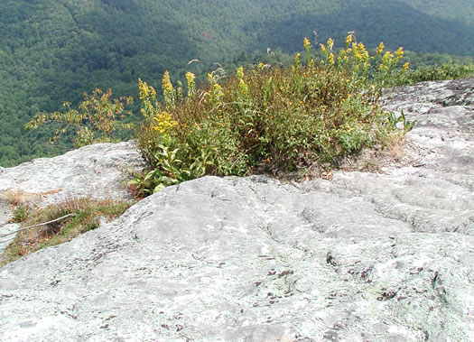 image of Solidago simulans, Granite Dome Goldenrod, Cliffside Goldenrod