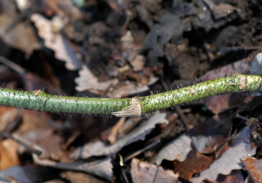 image of Smilax hispida var. hispida, Bristly Greenbrier, Hellfetter, Chinaroot, Chaneyroot